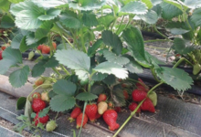 La ferme de la terre native. fraises