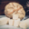 Fromagerie des Hautes Chaumes. Brique de Sauvain