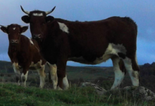Les Ferrandaises du Jolan