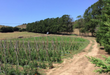 Domaine Mosconi