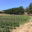 Domaine Mosconi