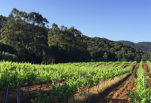 Domaine Mosconi