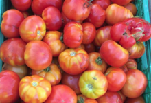 Domaine Mosconi. tomates