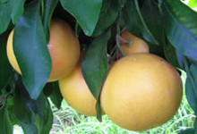 Pomelos