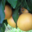 Pomelos