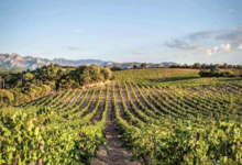 Domaine de torraccia