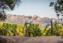 Domaine de torraccia