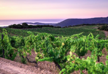 Domaine de torraccia