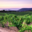 Domaine de torraccia