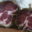 Salameria Albertini. Coppa