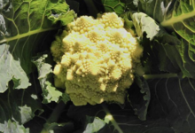 Le palais vert. chou romanesco