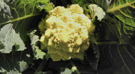 Le palais vert. chou romanesco