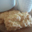 A Passione di Mammone Pâtisserie-Biscuiterie