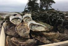 Huîtres De Pleine Mer N°2 - Bourriche De 50 Pièces