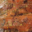 truite gravlax