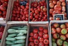 Alta Rocca Canistrelli. Tomates