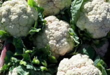 Alta Rocca Canistrelli. chou fleur