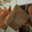 Charcuterie San Larenzu. lard