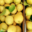 Domaine A Ronca. Citrons