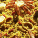 Boucherie De La Plage. Paella