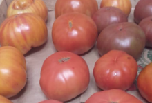 L’Orti Taveracci. Tomates