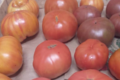 L’Orti Taveracci. Tomates