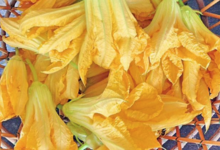 L'Ortulinu. Fleur de courgette