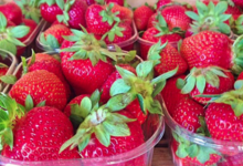 L'Ortulinu. Fraises