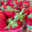 L'Ortulinu. Fraises
