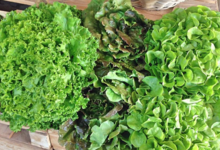 L'Ortulinu. Salade