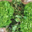 L'Ortulinu. Salade