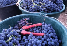 Clos Marfisi
