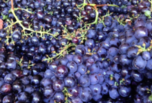 Clos Marfisi