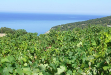Clos Marfisi