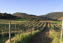 Clos Colonna - Sartène