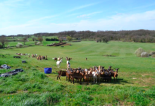 GAEC "Aux Fromages de Compostelle"