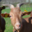 GAEC "Aux Fromages de Compostelle"