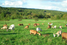 GAEC "Aux Fromages de Compostelle"