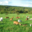 GAEC "Aux Fromages de Compostelle"