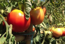 U Piantale. Tomates