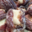 Cacavelli ou Cacavellu : Dattes fourrées à la pâte d'amande