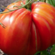 La Ferme d'Alzetta. tomate coeur de boeuf