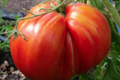 La Ferme d'Alzetta. tomate coeur de boeuf