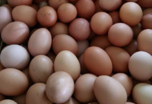 La Ferme d'Alzetta. oeufs