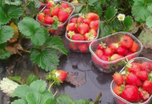 La Ferme d'Alzetta. fraises