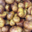 Boucherie Foata Jean Francois. Pomme grenaille