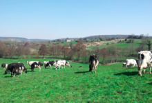 La vache De Louvicamp