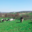La vache De Louvicamp