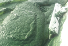 Spiruline La Spirale Verte