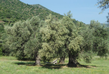 GAEC l'Apalivetu